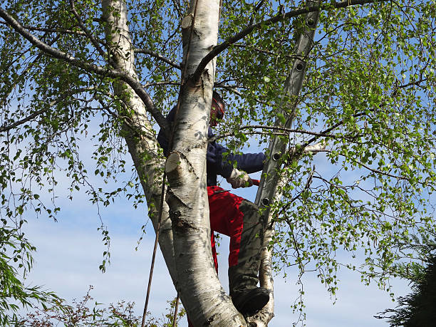 Best Tree Maintenance Programs  in Van, TX