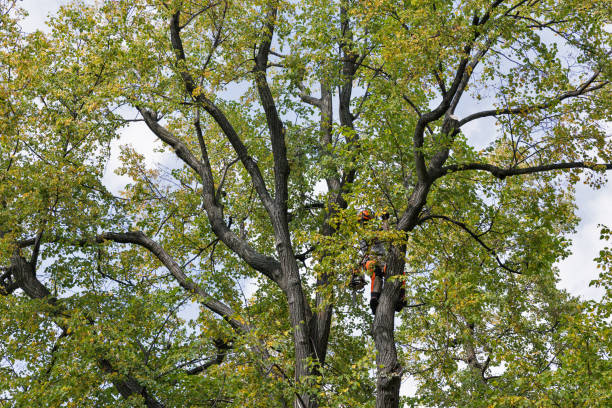 Best Root Management and Removal  in Van, TX